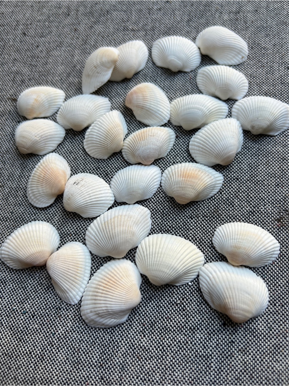 Natural Genuine White Sea Shells Decorative Crafting DIY New